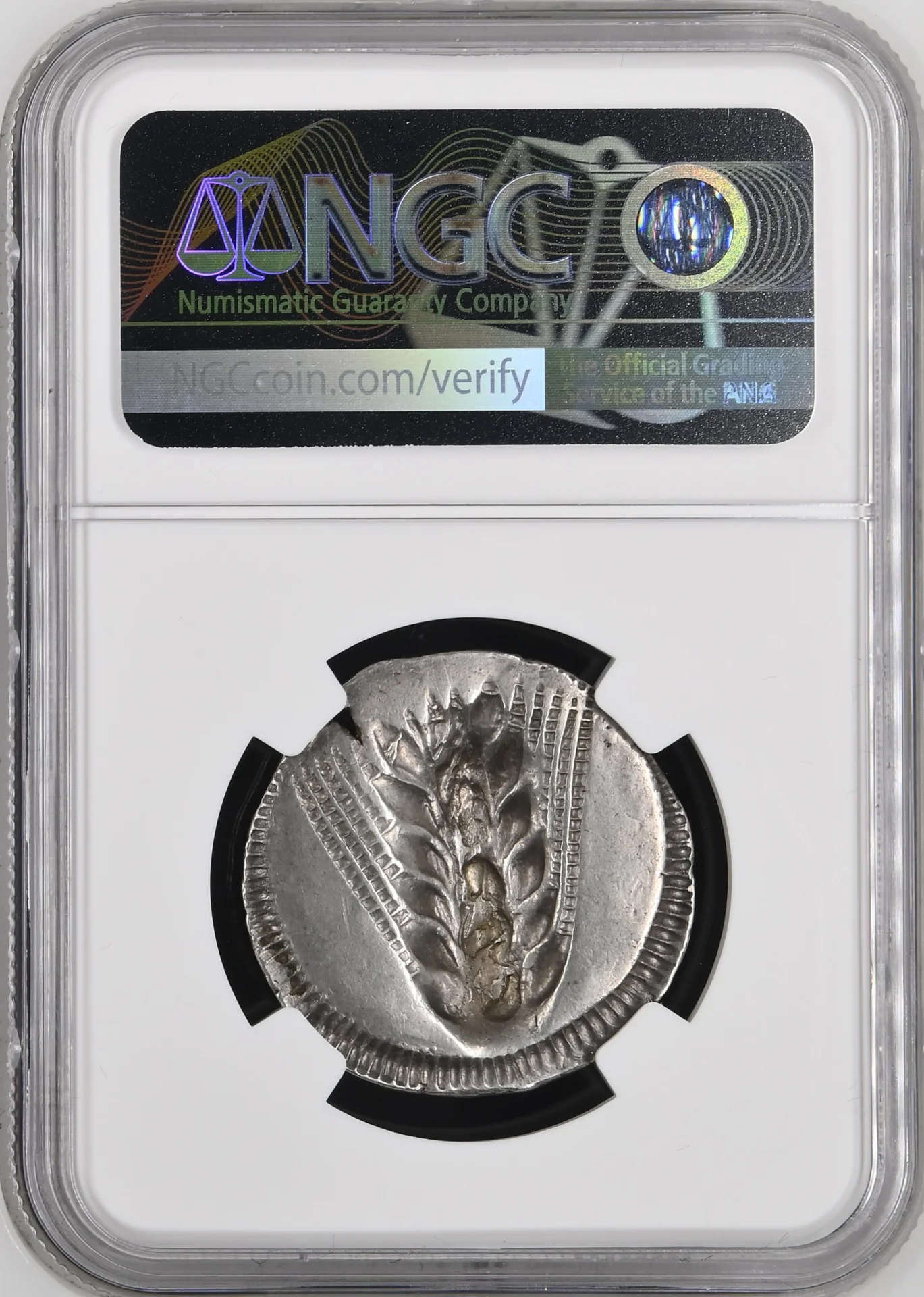 Ancient Coins Greek Lucania Lucania Metapontum c.540-510 BC AR Stater NGC Ch VF* 0162977 Lucania Metapontum c.540-510 BC AR Stater NGC Ch VF* 0162977Lucania Metapontum c.540-510 BC AR Stater NGC Ch VF* 0162977 - Image 2